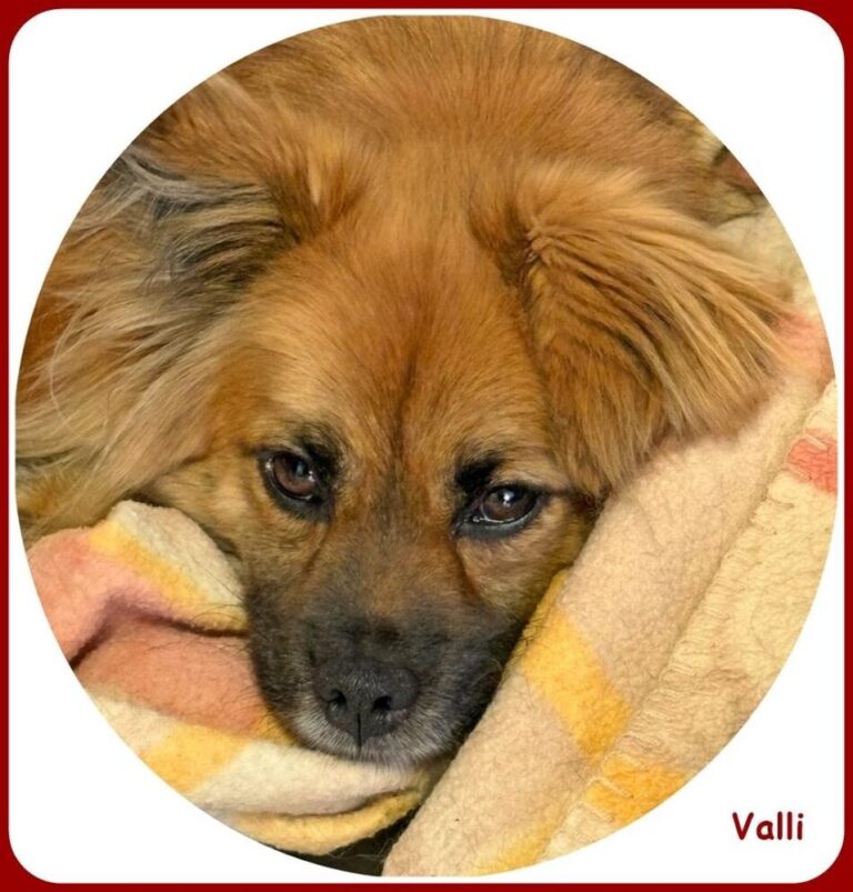 Valli