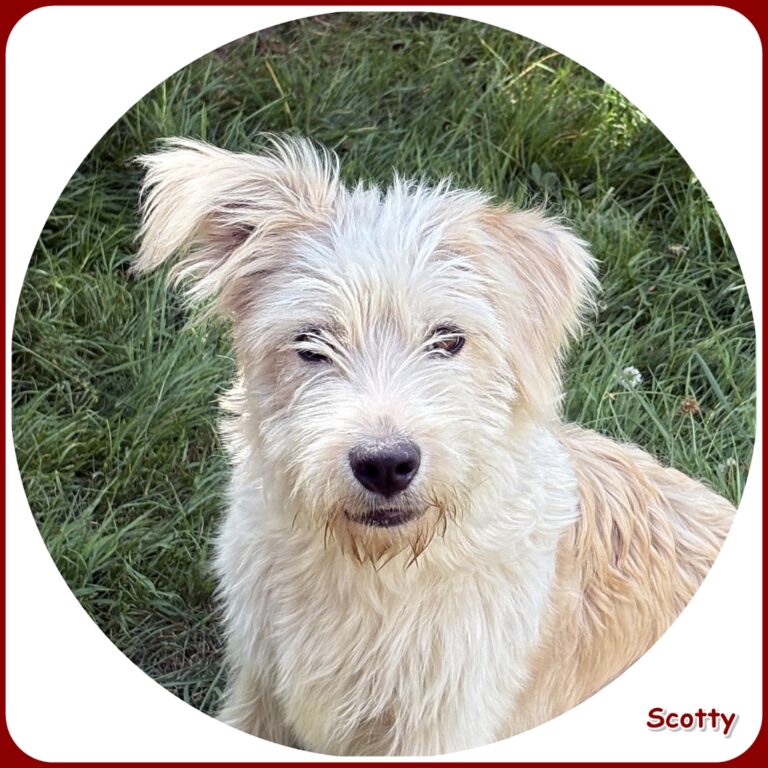 Scotty