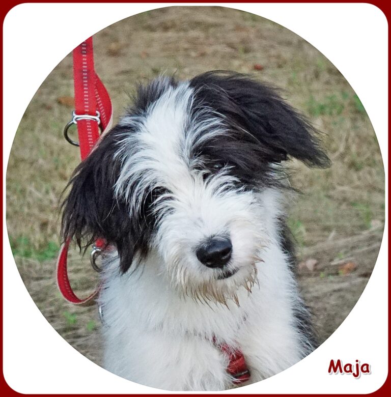 Maja