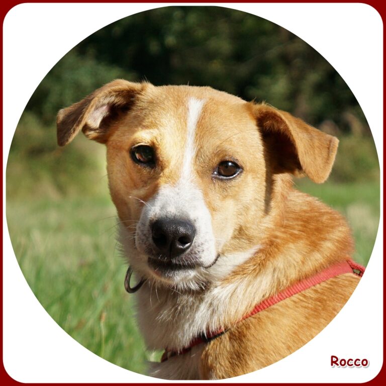 Rocco