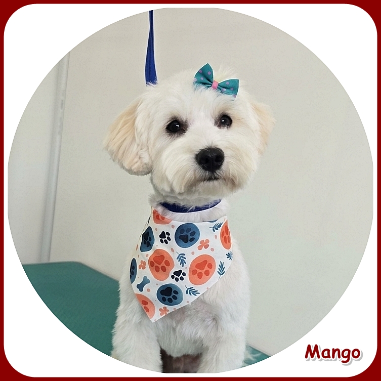 Mango